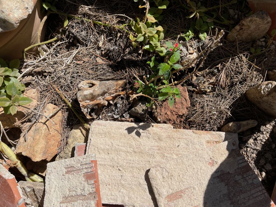 Das leicht geknickte Wandelröschen.
