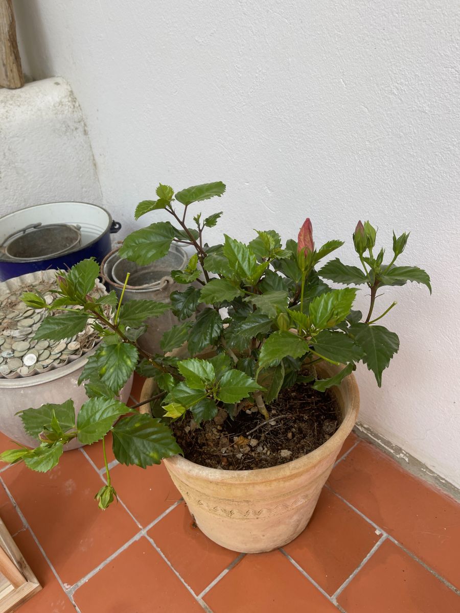 Der neue Hibiskus, bald blüht er.