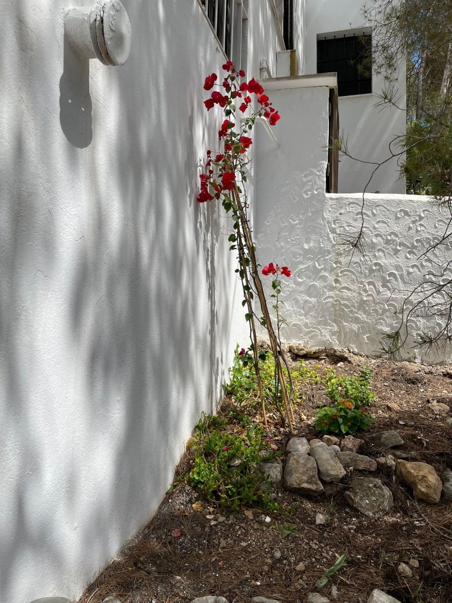 Die neue Bougainvillea