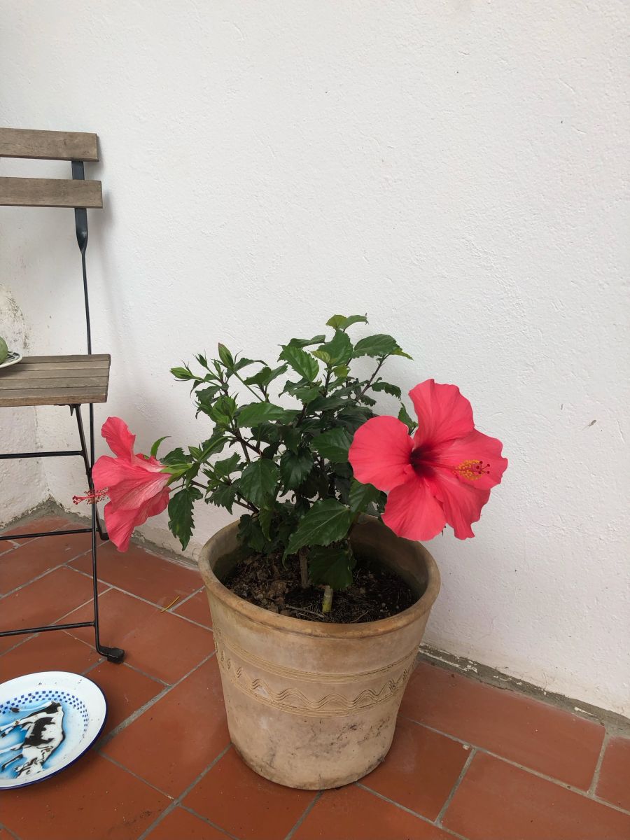 Hibiskus vor der Tür